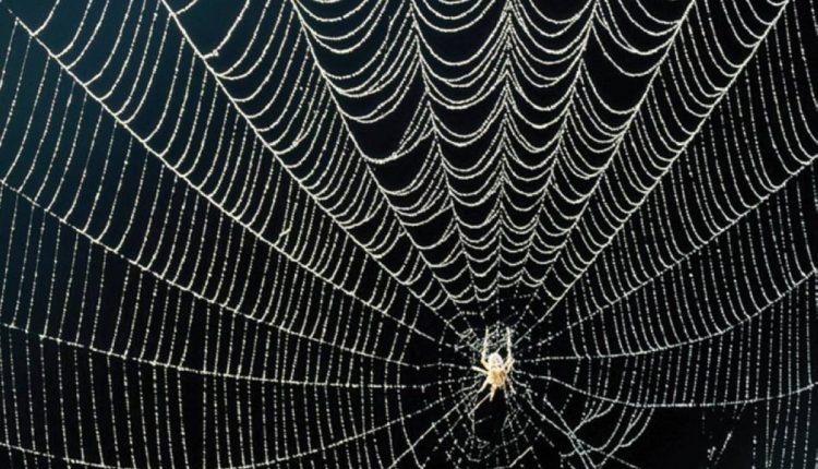 اكتشاف أكبر شبكة عنكبوتية