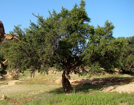 الوكالة الوطنية للمياه والغابات تنفي وجود أي مرض وبائي لشجر الأركان باشتوكة ايت باها الوكالة الوطنية للمياه والغابات تنفي وجود أي مرض وبائي لشجر الأركان باشتوكة ايت باها